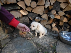 Výlet za štěňátky a přespání v klubovně